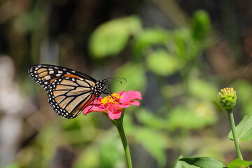 Monarch yellow and orange with white spots butterfly pollinating on pink Zinnia