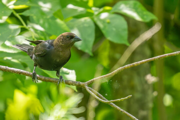 bird on a branch