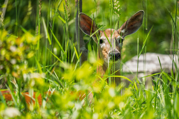 deer in the grass