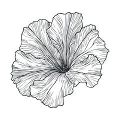 Fototapeta premium Detailed line drawing of a hibiscus flower for artistic use