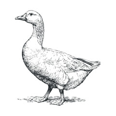 Detailed illustration of a standing domestic duck in natural pose