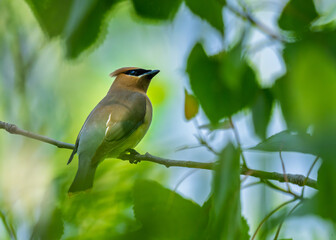 Cedar waxwing on the branch