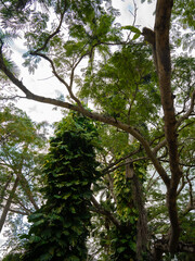 Dense tropical vines with large green leaves climbing trees in a lush jungle setting with palm fronds and blue sky above.