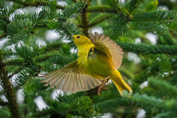 Yellow warbler on a fly