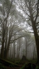Nebel &uuml;ber dem Wald