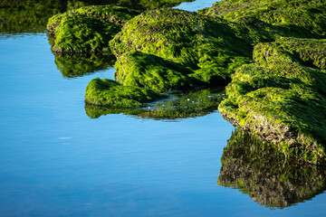 reflejo de las piedras en el mar , verdin , roca agua , mar , arena , dia , 