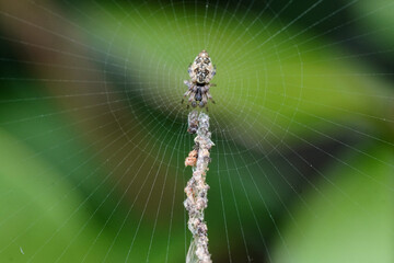 Cryptic spider on its intricate web, featuring a unique elongated debris structure. Nature's ingenious camouflage and architectural skill in a verdant habitat