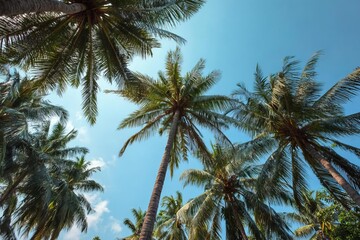 A serene view of tall palm trees reaching towards a clear blue sky creating a tranquil tropical atmosphere