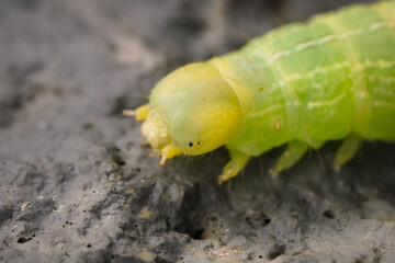 Close-up of a Green Caterpillar Exploring Nature's Tiny Wonders and Insect Life
