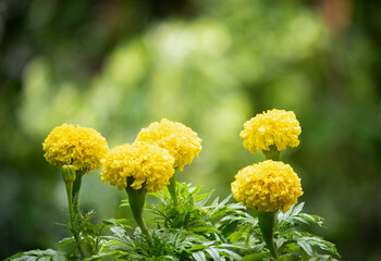 Tagetes erecta flowers on natural background.