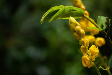 Senna alata branch flowers on natural background.