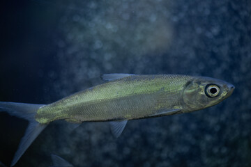 Cirrhinus microlepis fish swimming in an aquarium background.