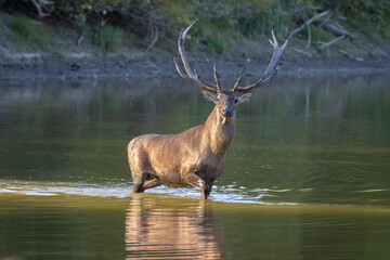 Red Deer stag standing in shallow water and looking at camera