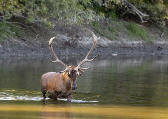 Red Deer stag in natural habitat showing of his antlers during rut season