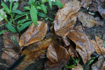 Because the leaves had dried out and were brown, they were falling from their stems on the green grass and being splashed with rainwater