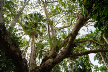 Dense tropical tree canopy