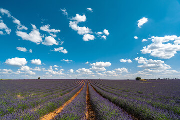 Stunning Lavender Fields in Brihuega, Spain on a Summer Day