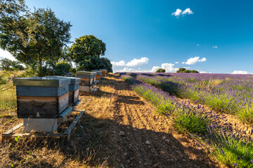 Breathtaking Lavanda Fields and Beehives in Brihuega, Spain