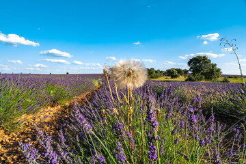 Lavender Fields in Brihuega, Spain - A Summer Dream