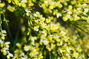 Blooming yellow flowers of Cytisus scoparius, Scotch broom