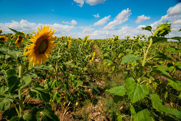 Vibrant Sunflower Field Under a Summer Sky in Spain