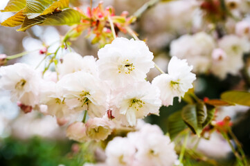 Double-flowered cherry blossoms yaezakura, Japanese cherry trees in bloom, Spring time