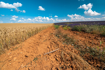 Stunning Lavender Fields in Brihuega, Spain During Summer