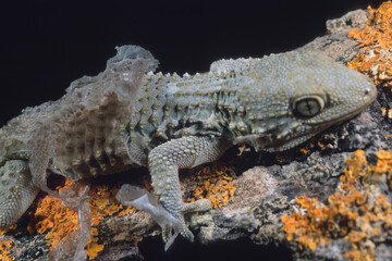 Tarentola mauritanica. Moorish Wall Gecko, Crocodile gecko, European common gecko, molting...