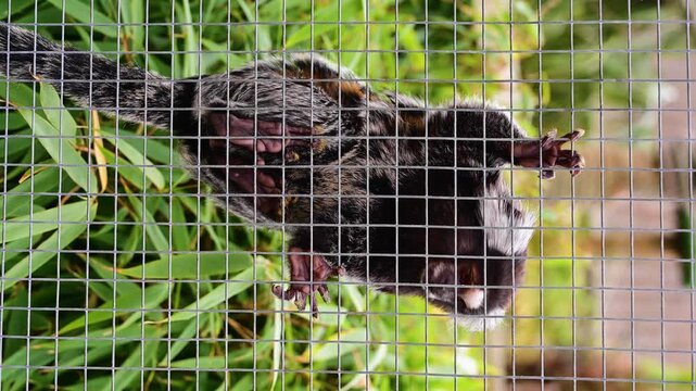 A pygmy marmoset on a branch in cage at the zoo