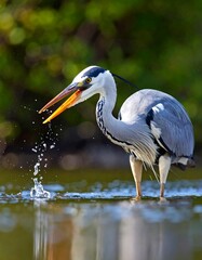 Grey heron wading in water