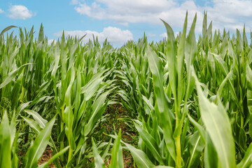 Fototapeta premium Rows of young corn growing in farm field under cloudy sky