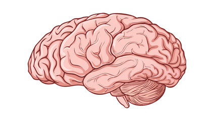 human brain 