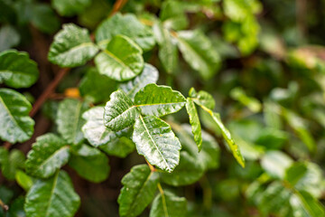 Close-up of Poison Oak (Toxicodendron diversilobum) Leaves in California Wilderness.