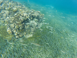 Coral reef and seagrass meadow beneath clear turquoise water at El Cielo, Cozumel, Mexico.