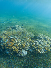 Coral reef and seagrass meadow beneath clear turquoise water at El Cielo, Cozumel, Mexico.