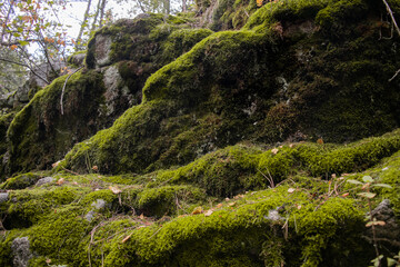 moss covered rocks
