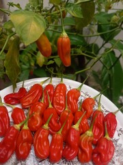Fresh red chili peppers harvested from the garden placed on a plate, with ripe chili peppers still hanging on the plant, organic homegrown spicy vegetable
