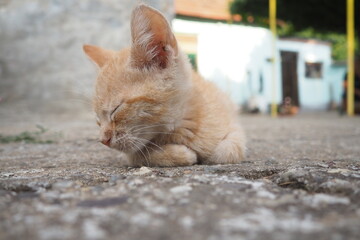In village yard, a ginger cat dozes among familiar surroundings, basking on warm concrete. A fragile young animal, a pet, rests on a summer day near the house. Red and white stripes on the kitten body