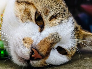 CloseUp of a Calico Cats Face Showing Fur Texture and Golden Eye.