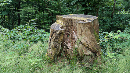 Old Tree Stump in a Lush Green Forest Nature s Beauty and Woodland Wonder, perfect for design