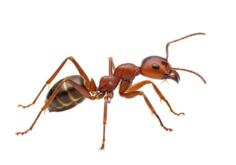 A detailed close-up view of a large reddish-brown ant, showcasing intricate patterns and textures on its body, against a pure black backdrop.