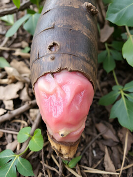swollen iboga root