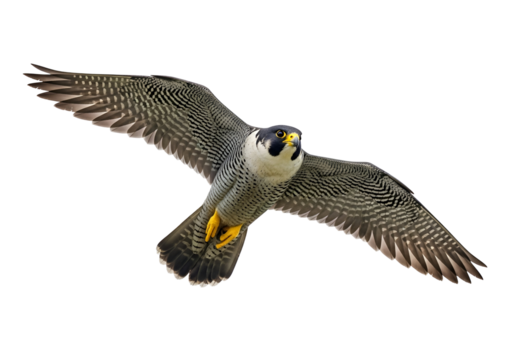 A peregrine falcon soars through a stark black backdrop, showcasing its majestic flight and intricate plumage patterns.
