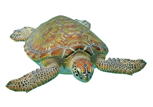 A detailed close-up of a sea turtle, showcasing its intricate shell patterns and flippers against a striking black background.