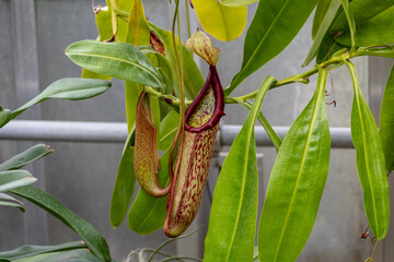 Nepenthes, a tropical pitcher plant. Carnivorous plant.