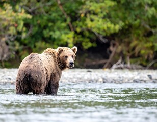 Obraz premium Grizzly bear in river