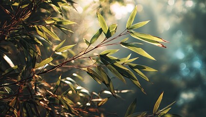 Sunlit Bamboo Leaves in Forest, Nature Background, Serenity