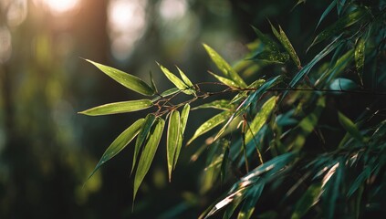 Sunlit Bamboo Leaves in Forest; Nature Background