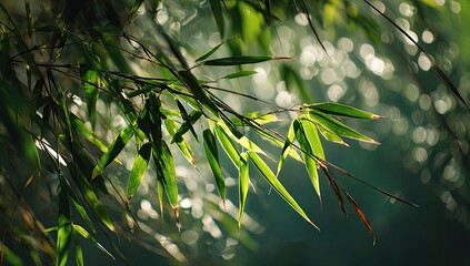 Sunlit Bamboo Leaves in Forest, Serenity Background