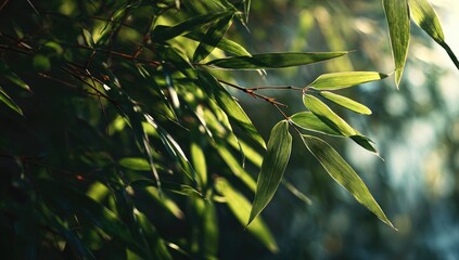 Sunlit Bamboo Leaves, Forest Background, Nature Photography, Relaxation